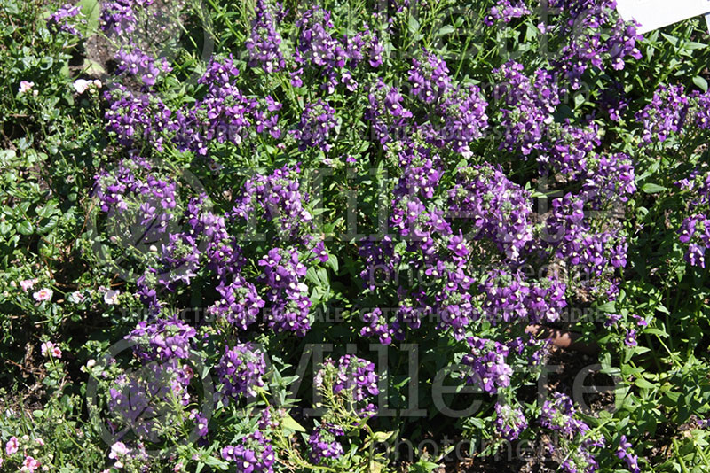 Nemesia Aromatica Royal Blue (Nemesia) 1 