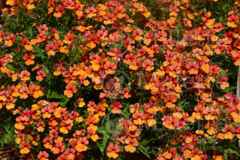 Nemesia Babycake Little Orange (Nemesia) 1 