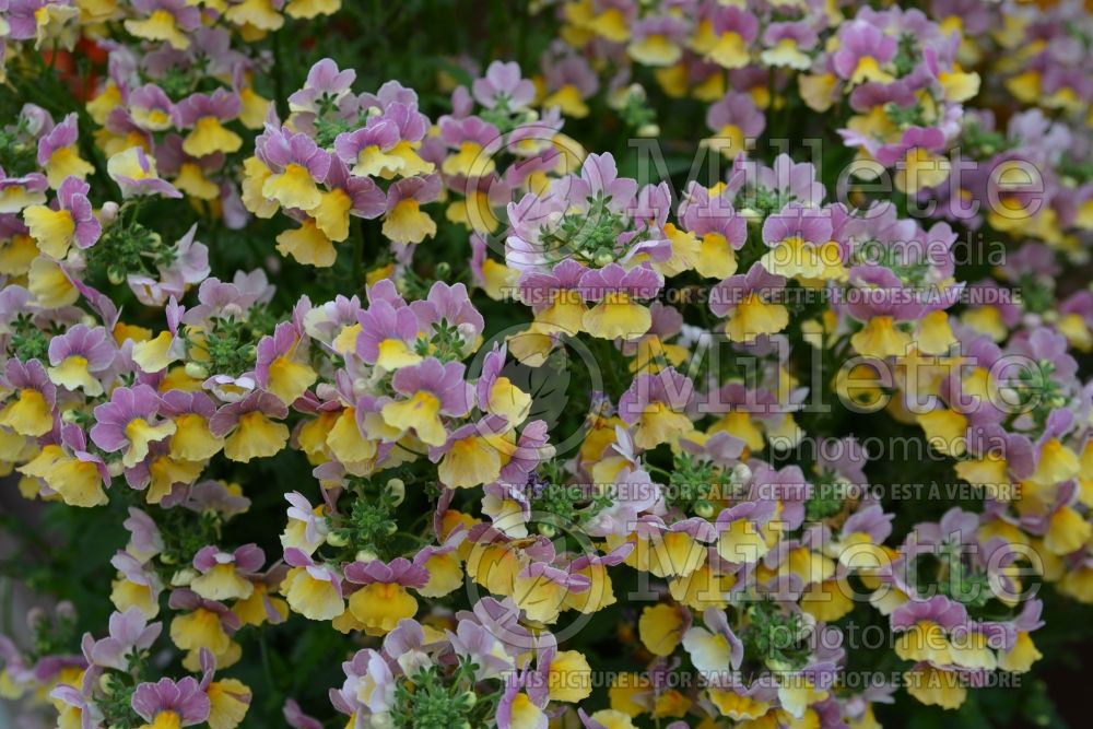 Nemesia Nesia Banana Swirl (Nemesia) 1 