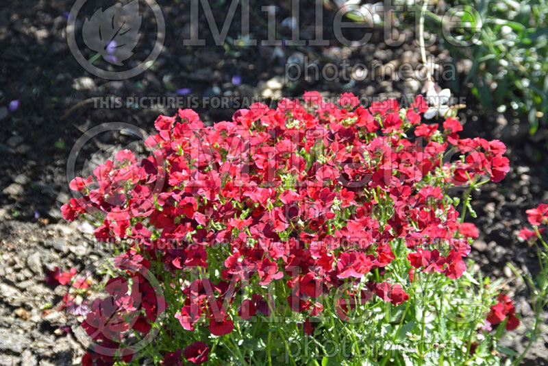 Nemesia Nesia Burgundy (Nemesia) 2 