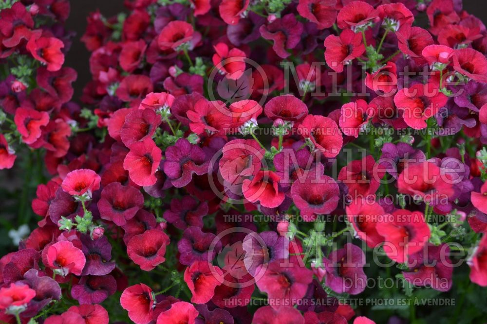 Nemesia Nesia Burgundy (Nemesia) 1 