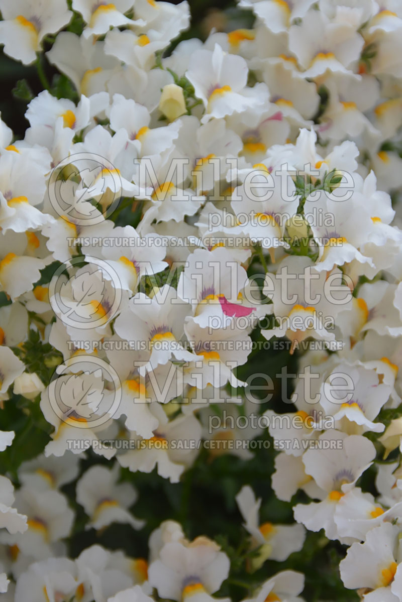 Nemesia Nesia Snow Angel (Nemesia) 1 