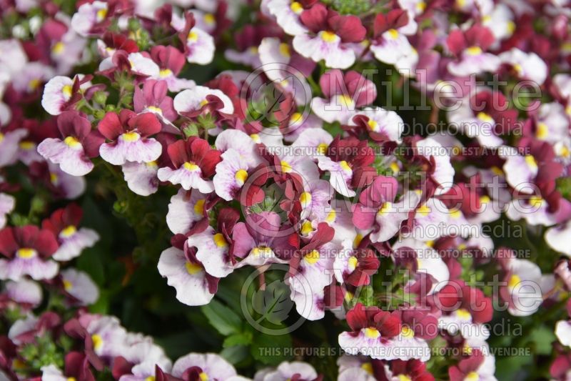 Nemesia Penhow Cherry Cherry Red (Nemesia) 1 