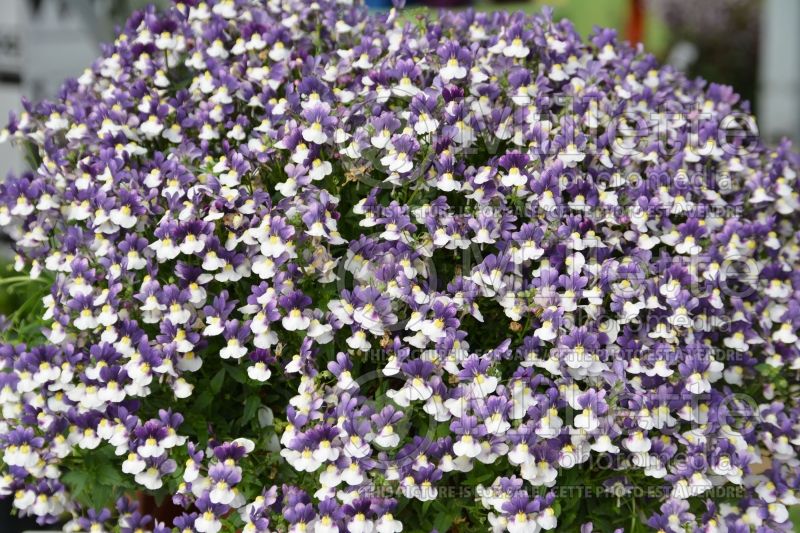 Nemesia Penhow Little Dragons ou Azure Flame (Nemesia) 1 