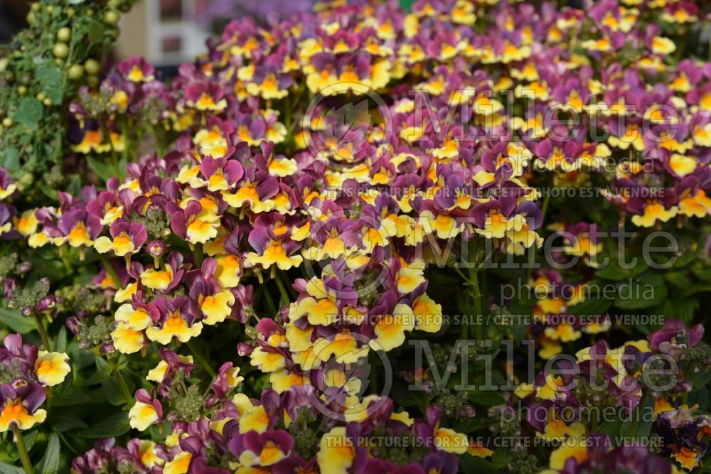 Nemesia Penhow Sunglow Yellow Bicolor (nemesia) 1  