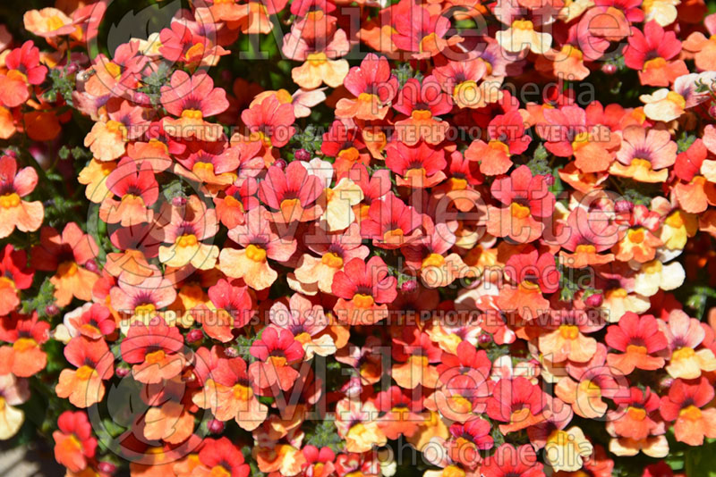 Nemesia Sunsatia Blood Orange (Nemesia) 1 