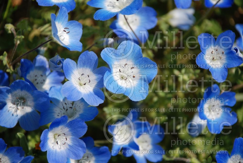 Nemophila menziesii (Baby Blue Eyes - Némophile) 7 