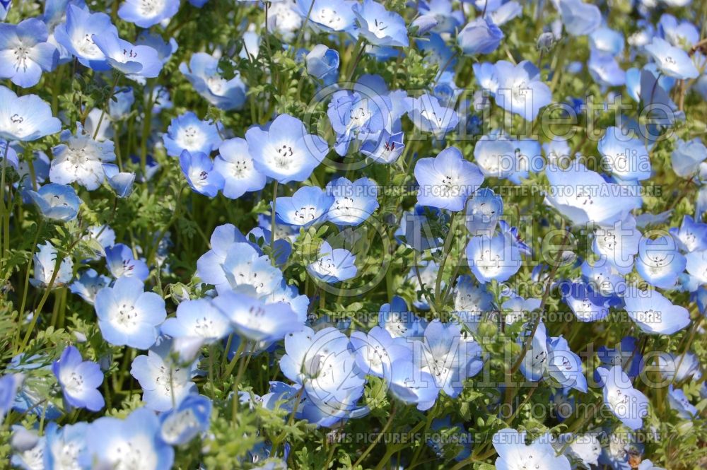 Nemophila menziesii (Baby Blue Eyes - Némophile) 8 