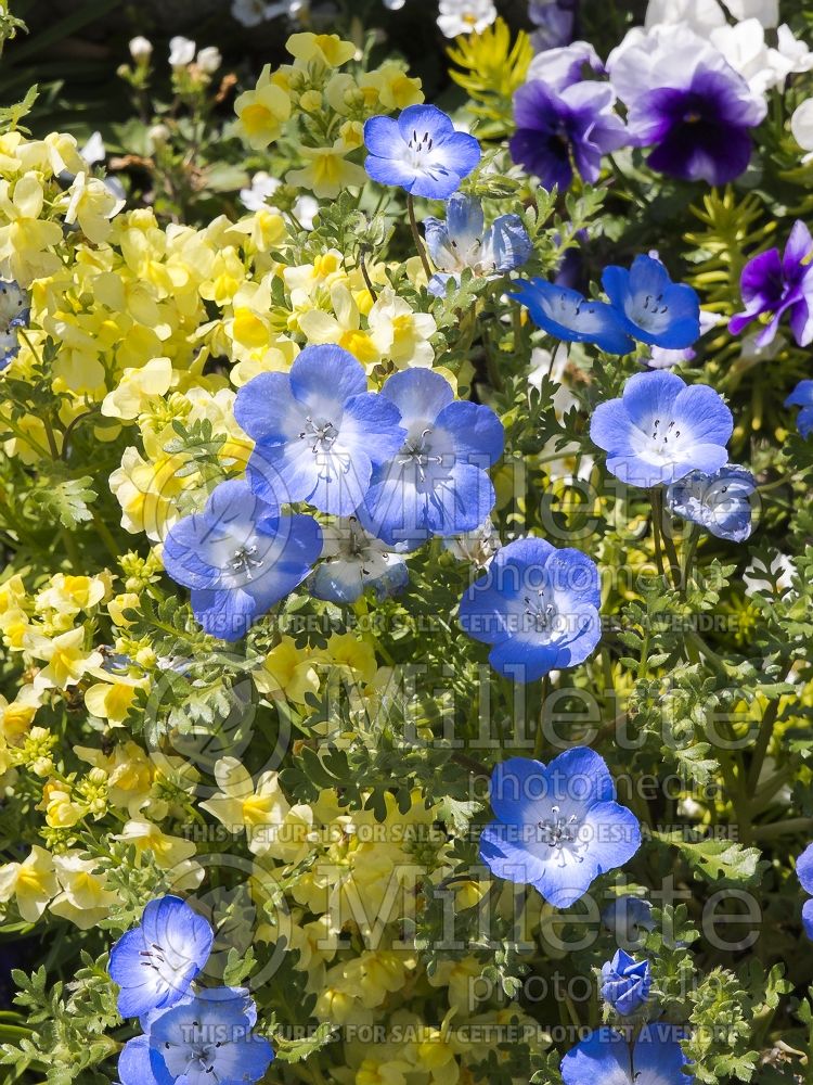 Nemophila menziesii (Baby Blue Eyes - Némophile) 3 