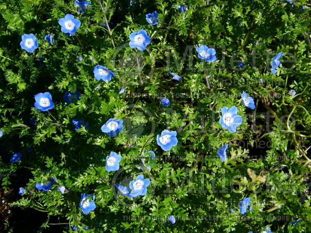 Nemophila menziesii (Baby Blue Eyes - Némophile) 4 