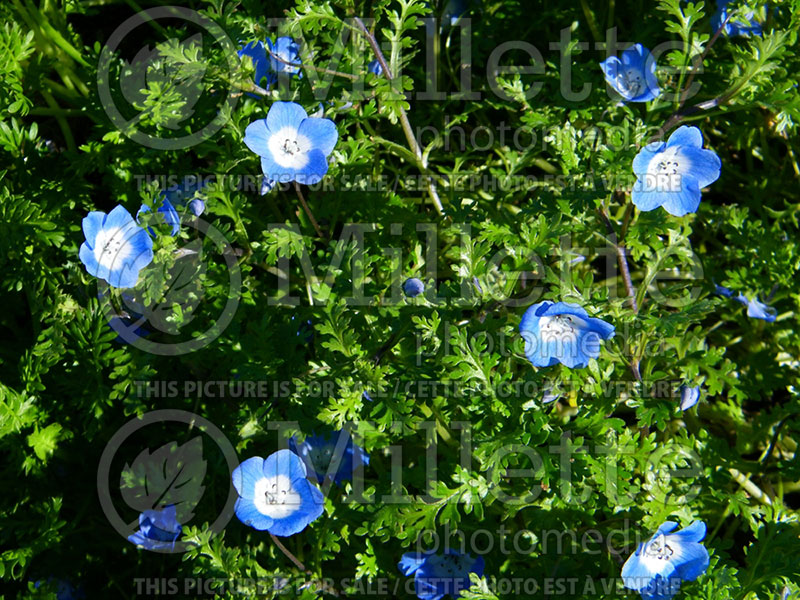 Nemophila menziesii (Baby Blue Eyes - Némophile) 5 