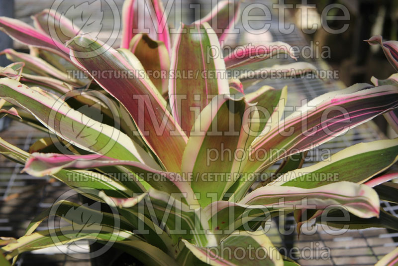 Neoregelia Raphael (Bromeliad)  2 