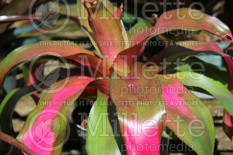 Neoregelia Sexy Pink (Bromeliad)  1 