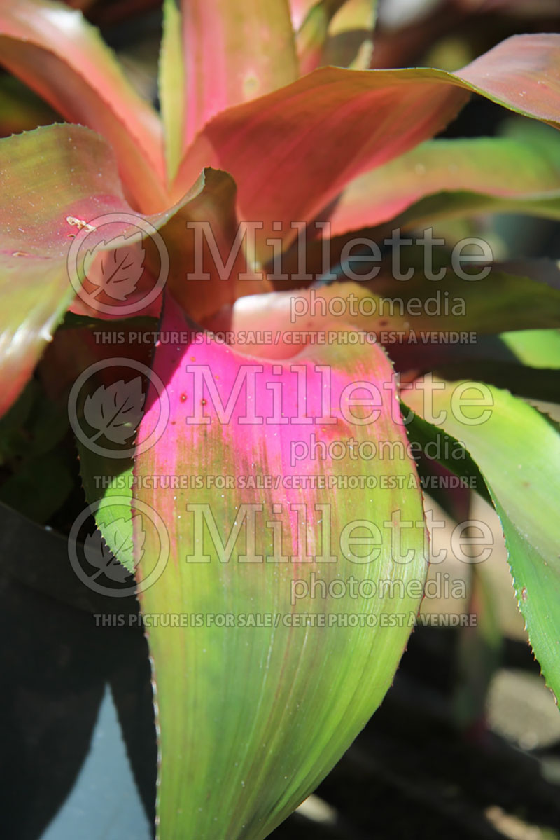 Neoregelia Sexy Pink (Bromeliad)  2 