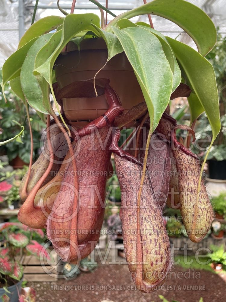 Nepenthes Gaya (carnivorous plant) 1 