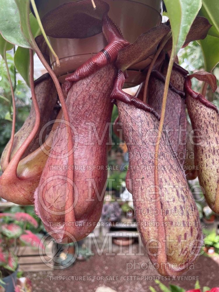 Nepenthes Gaya (carnivorous plant) 2 