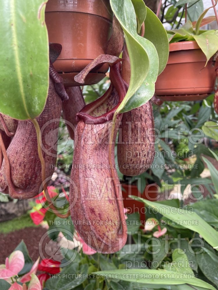 Nepenthes Gaya (carnivorous plant) 3 