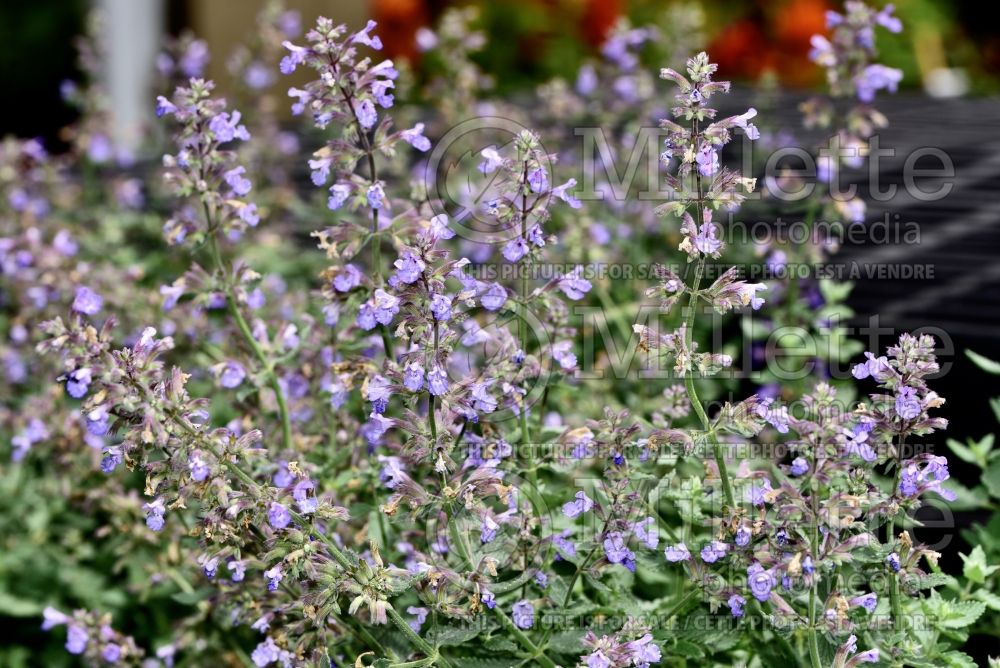 Nepeta Cat's Meow (Catmint) 7 