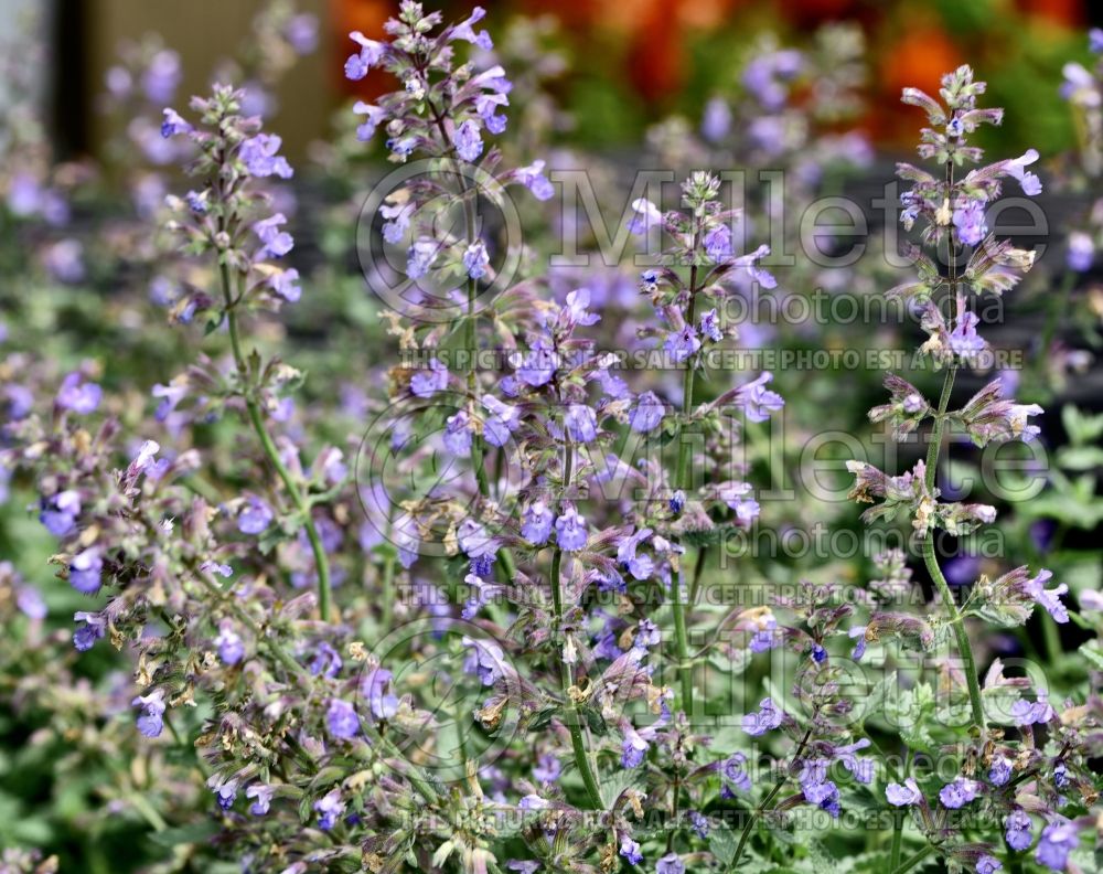 Nepeta Cat's Meow (Catmint) 6 
