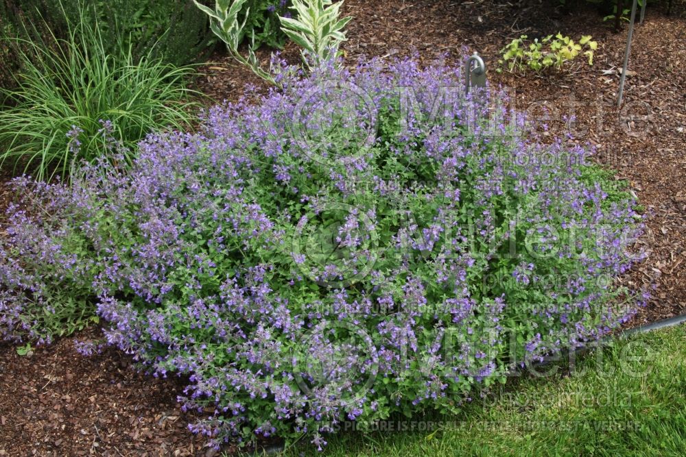 Nepeta Kit Cat (Catmint) 1 