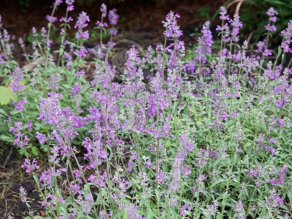 Nepeta Little Trudy (Catmint) 7