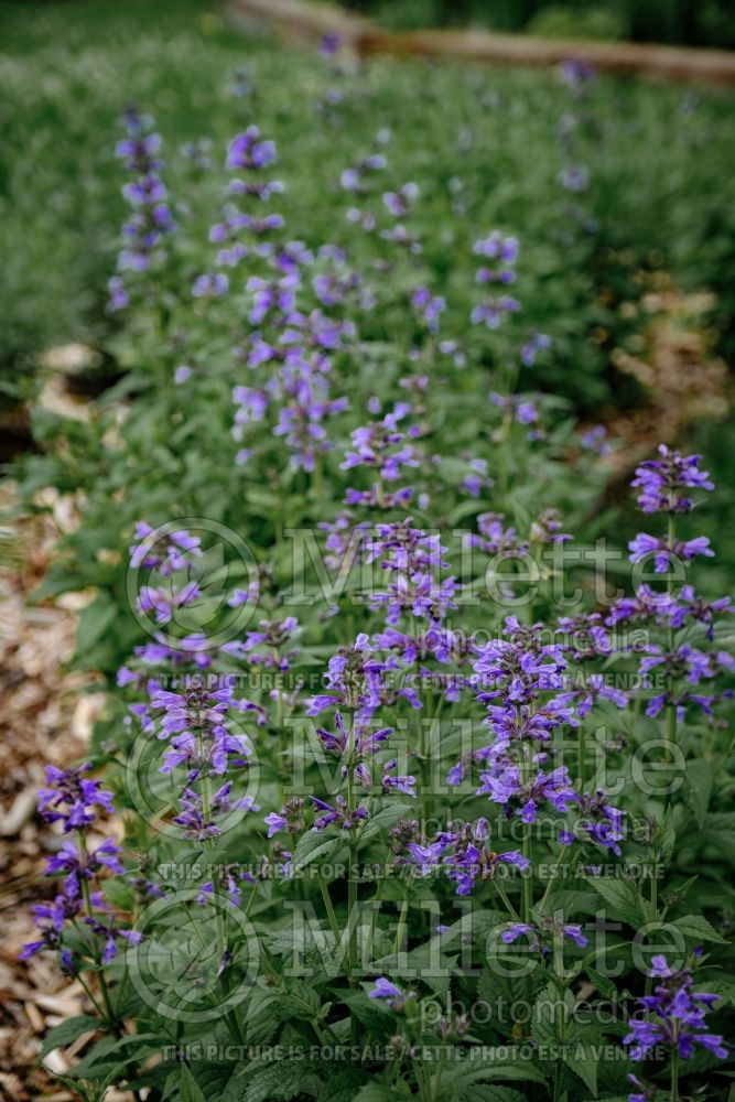 Nepeta Neptune (Catmint) 1 