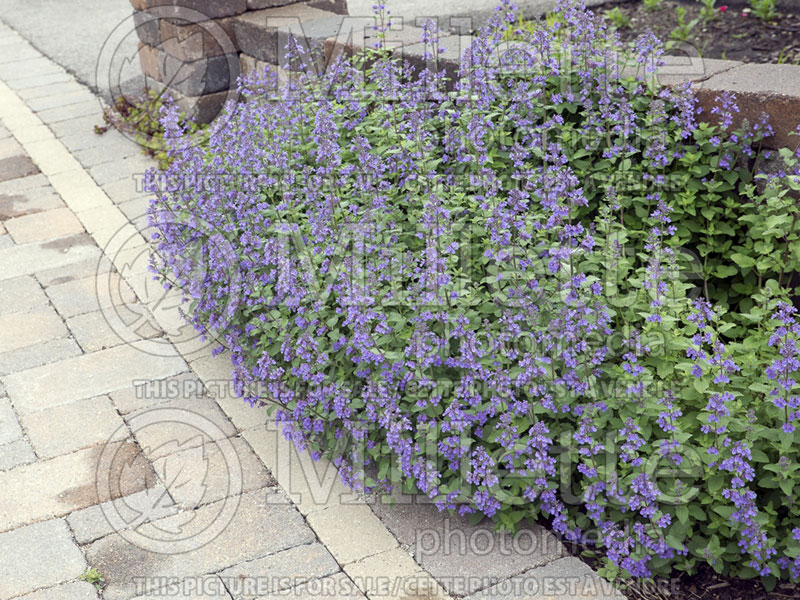 Nepeta Blue Wonder (Catmint) 1 