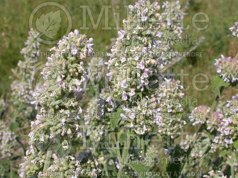 Nepeta cataria (Catmint) 2 