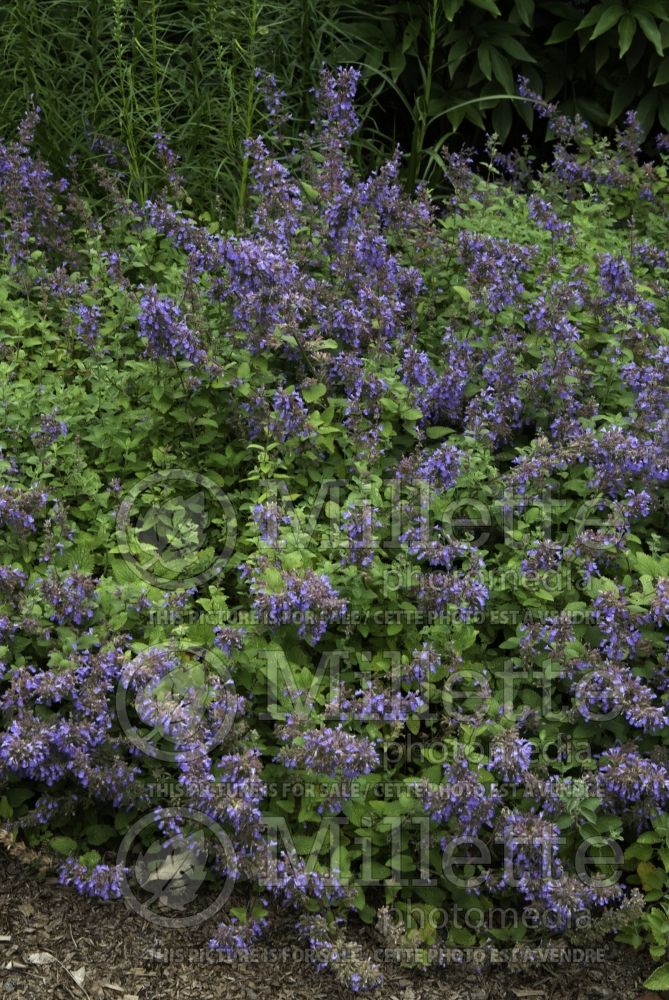 Nepeta Blue Wonder (Catmint) 5 