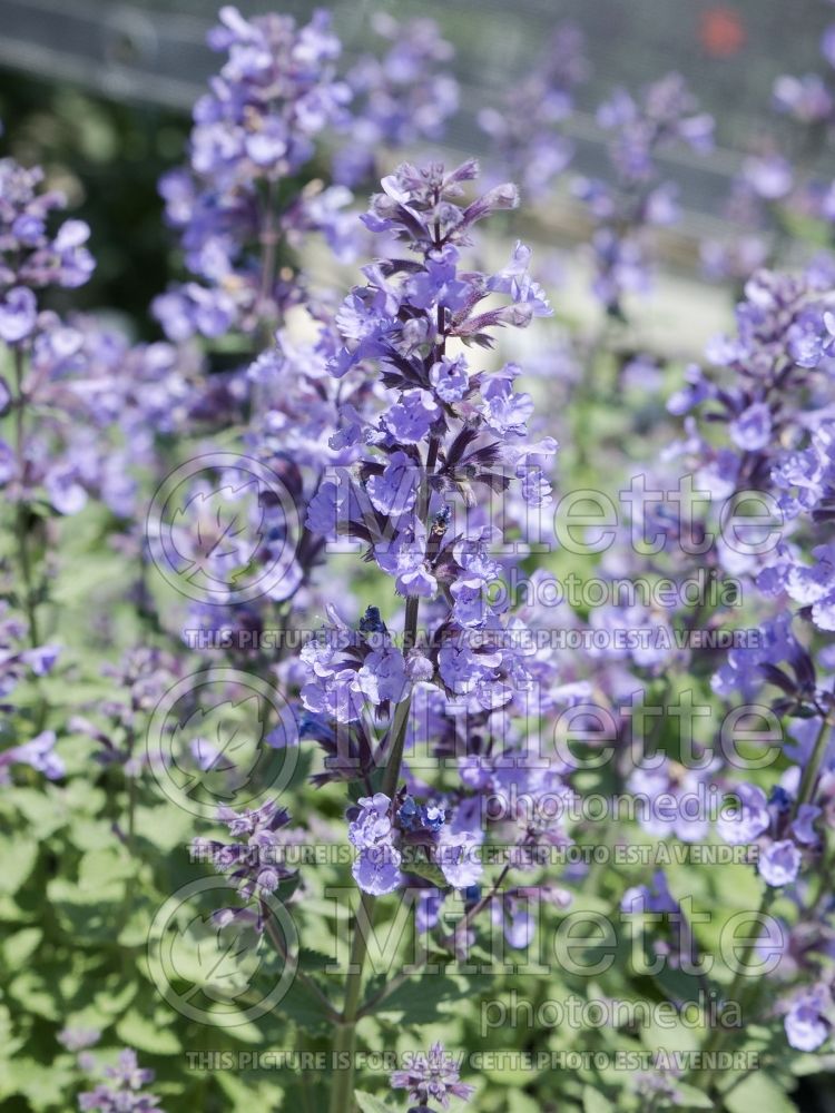 Nepeta Cat's Meow (Catmint) 4 