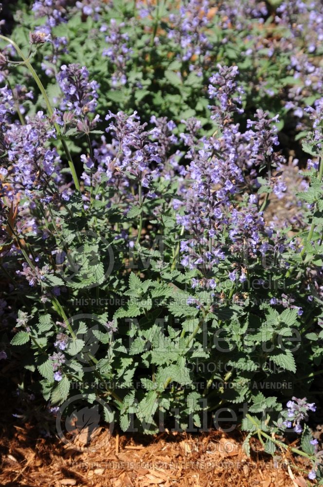 Nepeta Cat's Meow (Catmint) 3 