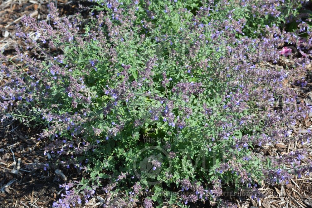 Nepeta Cat's Meow (Catmint) 1 