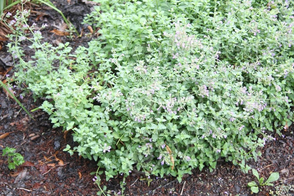 Nepeta Dropmore (Catmint)  1