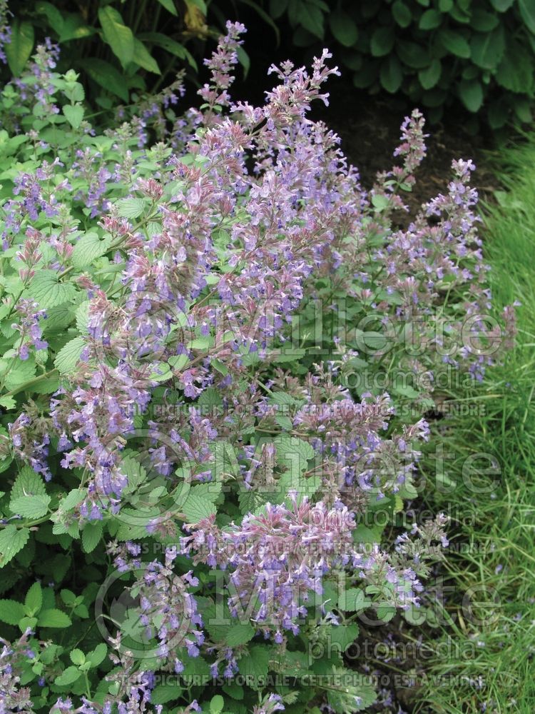 Nepeta Dropmore Blue (Catmint) 2 