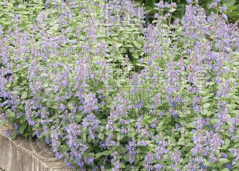 Nepeta Dropmore Blue (Catmint) 3 