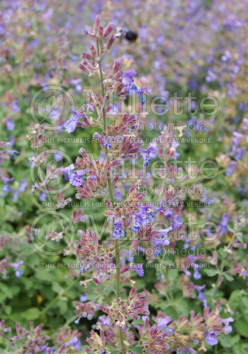 Nepeta Dropmore Blue (Catmint) 4 