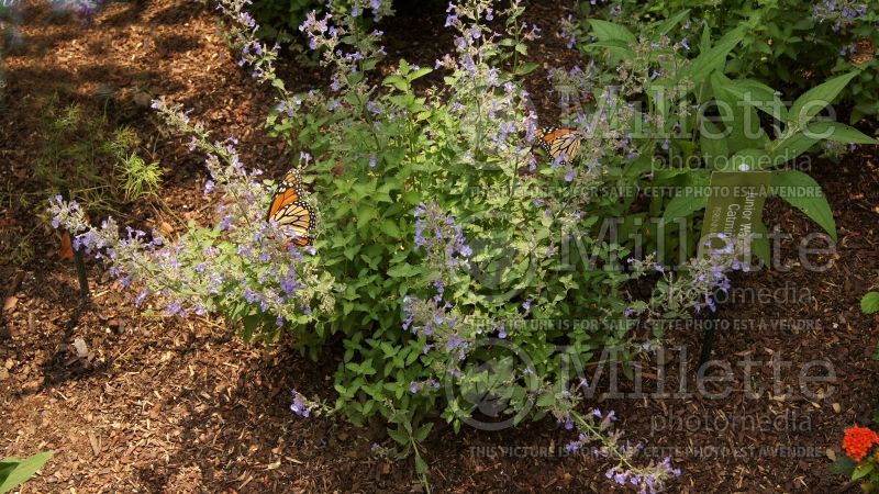 Nepeta Junior Walker ou Novanepjun (Catmint) 2 