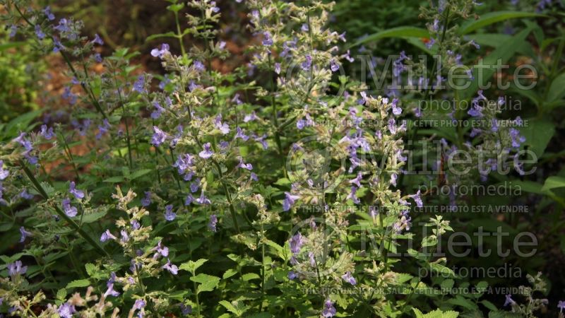 Nepeta Junior Walker ou Novanepjun (Catmint) 1 