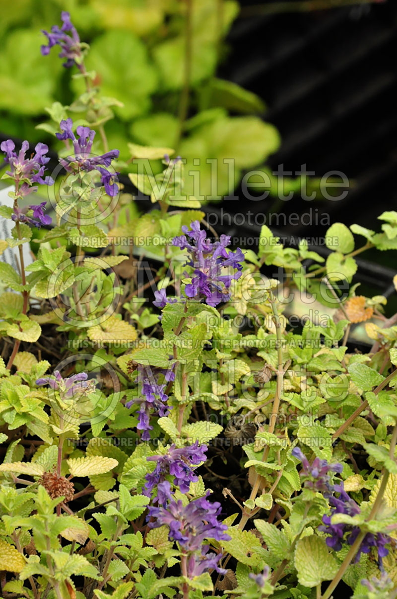 Nepeta Limelight (Catmint) 1 