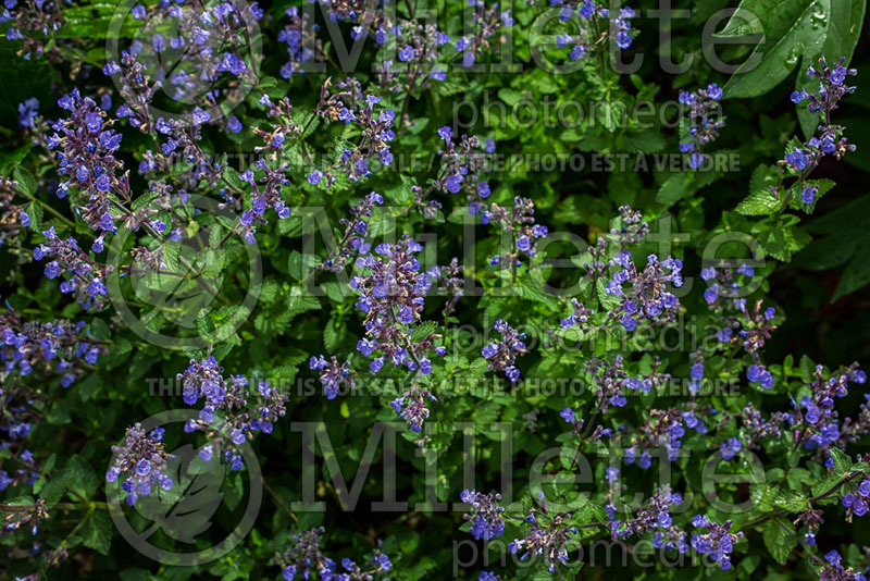 Nepeta Purrsian Blue (Catmint) 1 