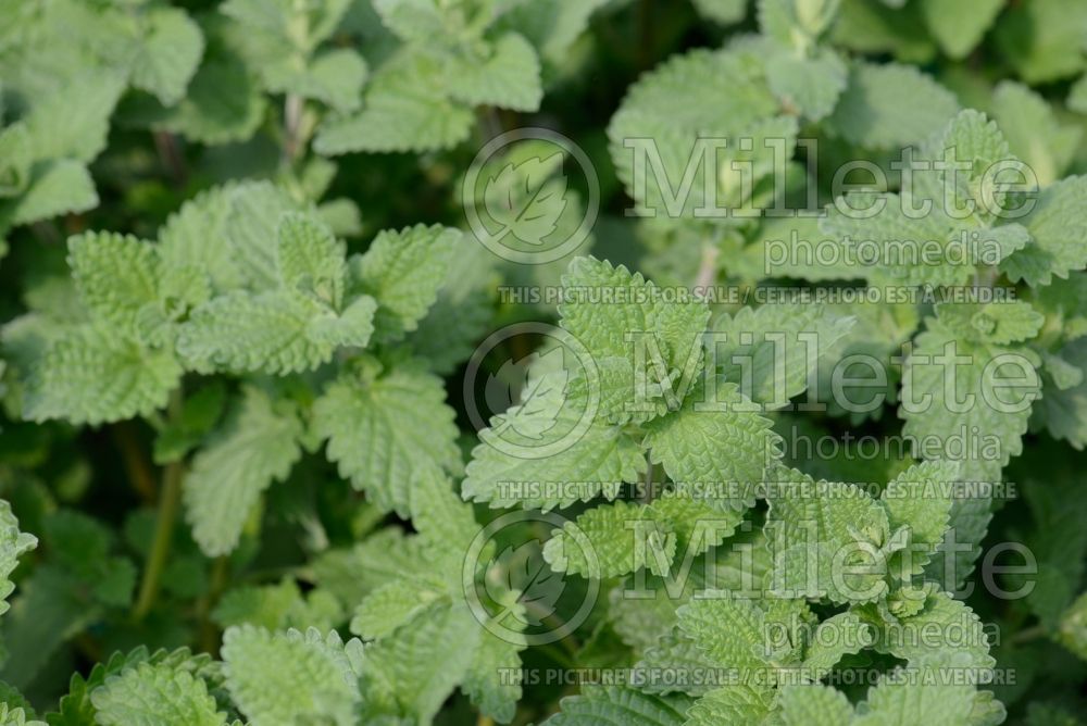 Nepeta Six Hills Giant (Catmint) 6 