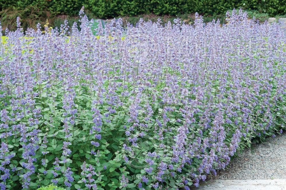 Nepeta Six Hills Giant (Catmint) 1 