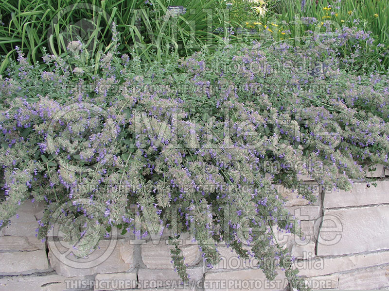 Nepeta Six Hills Giant (Catmint) 2 