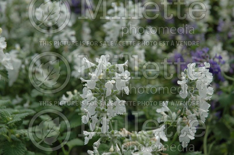 Nepeta Snowflake (Catmint)  1