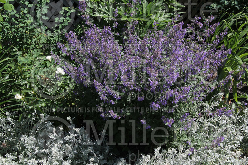 Nepeta Walker’s Low (Catmint) 4 