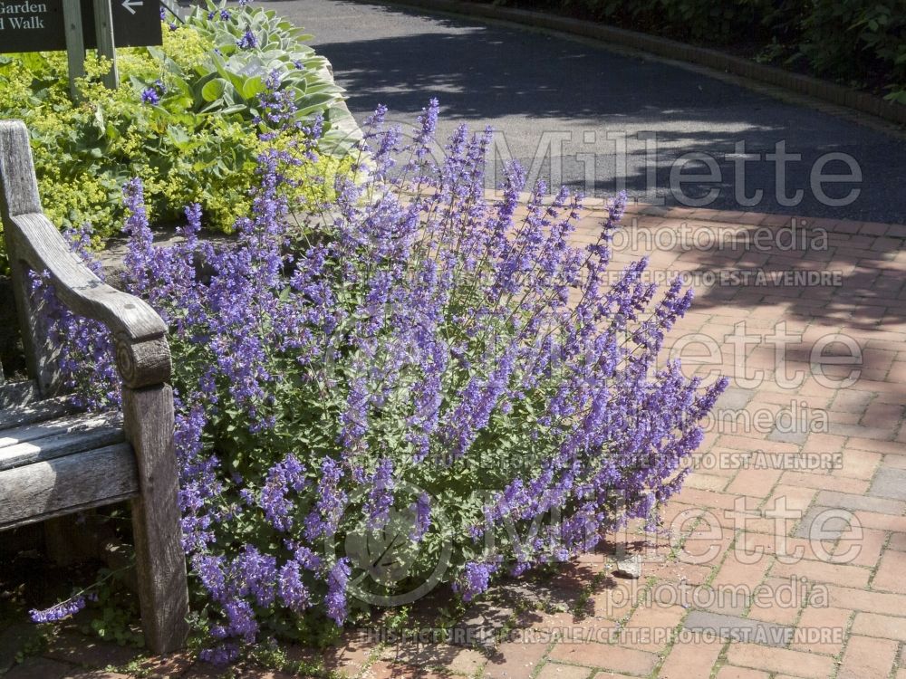 Nepeta Walker’s Low (Catmint) 11 