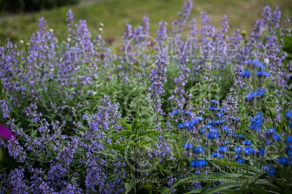 Nepeta Walker’s Low (Catmint) 5 