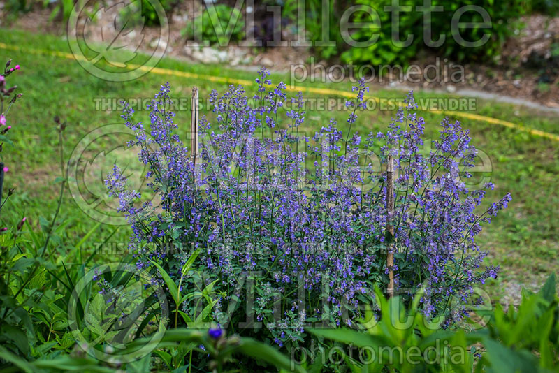 Nepeta Walker’s Low (Catmint) 8 