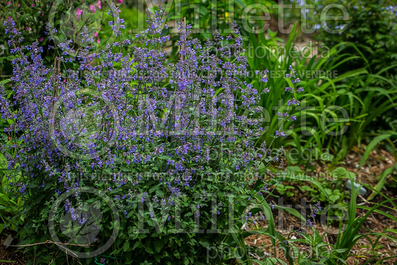 Nepeta Walker’s Low (Catmint) 6 