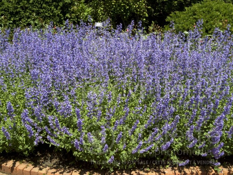 Nepeta Walker’s Low (Catmint) 12 